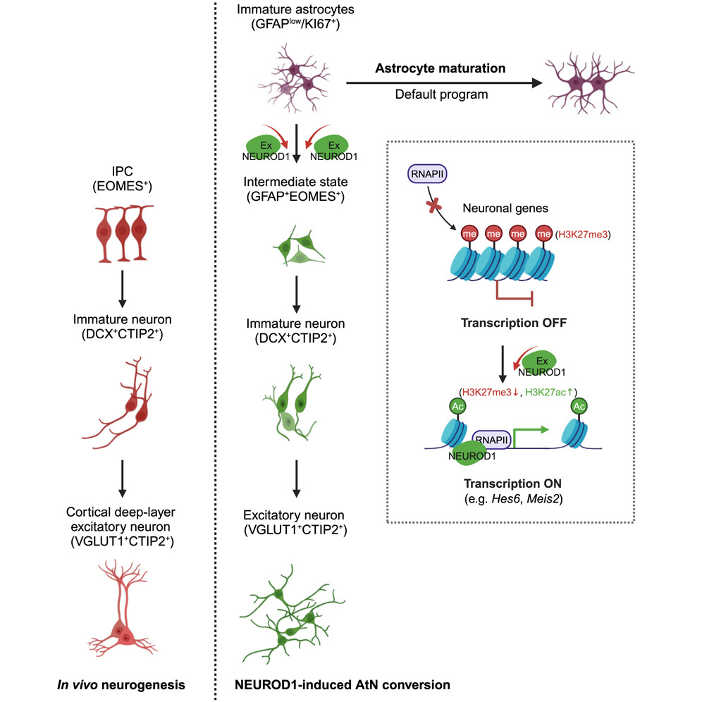 Cell Reports 2025 Apr; 44(4):115523. doi: 10.1016/j.celrep.2025.115523.